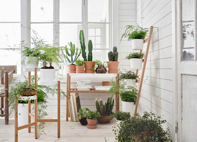 Display of green, indoor plants