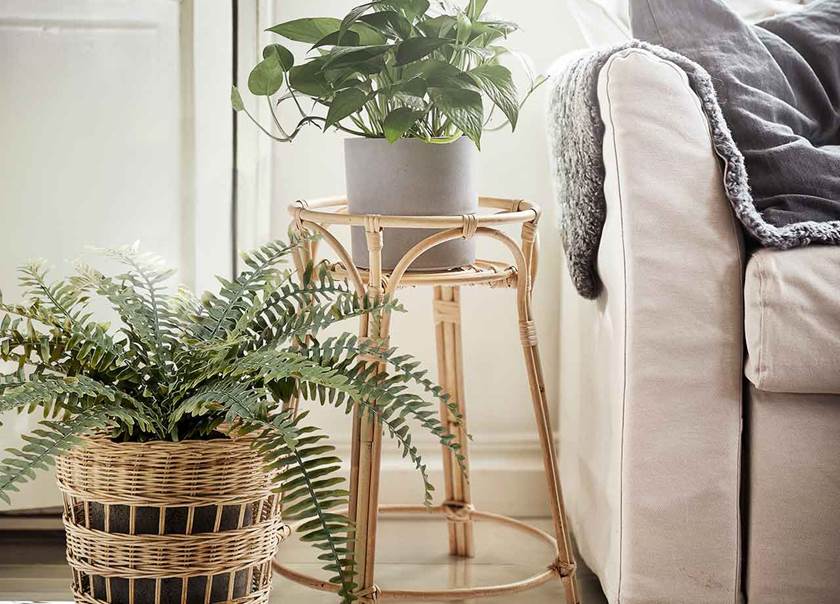 Neutral sofa with plants on rattan stand