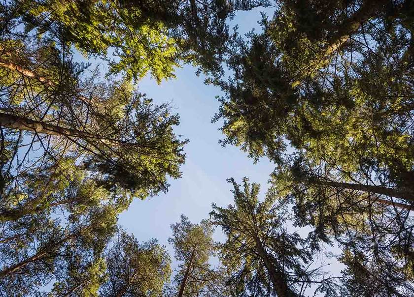 Treetops in forest with blue sky.